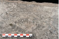 Foto (Detailansicht) von Gleichinites austriacus Ettingshausen (NHMW-GEO-2024-0188-10529)